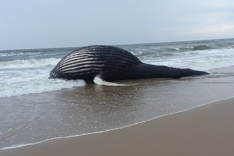 deadwhale - North Carolina Travel